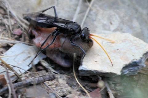 Fabriogenia sp Spider Wasp (Fabriogenia sp)